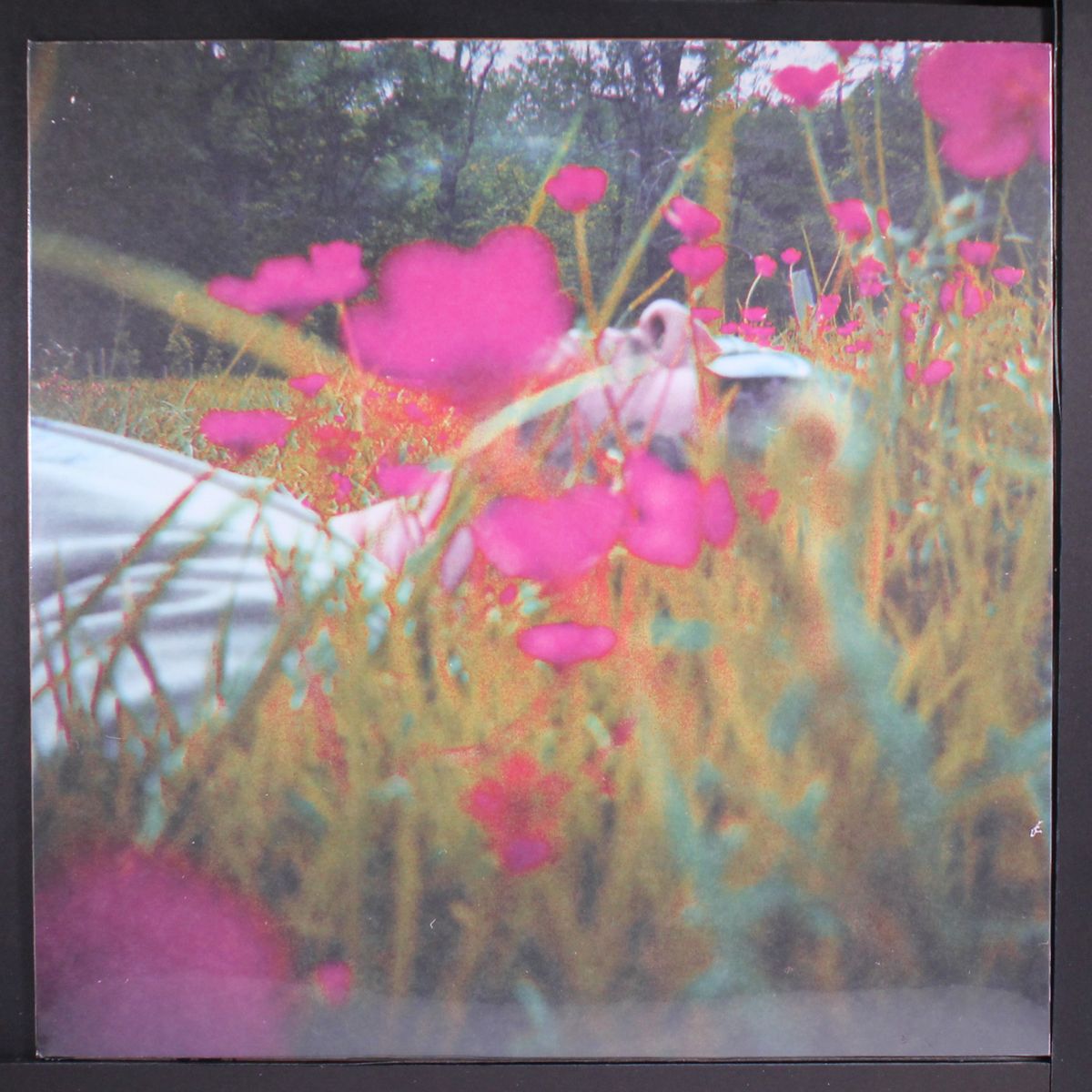dizzy polizzy by PURLING HISS
