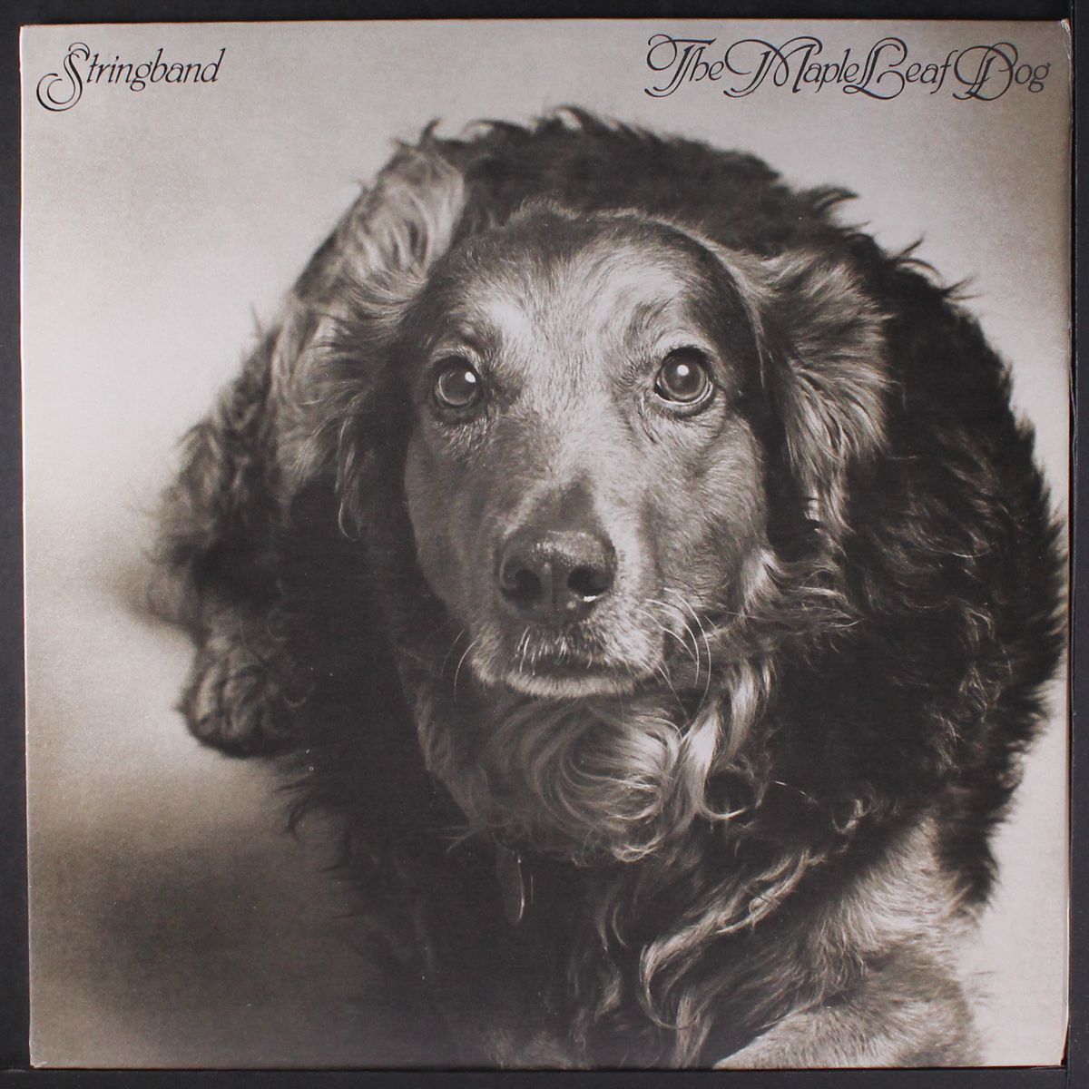 the maple leaf dog by STRINGBAND