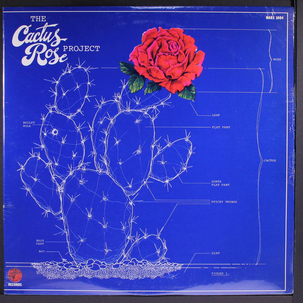 cactus rose project by CACTUS ROSE