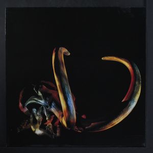 MAMMUT