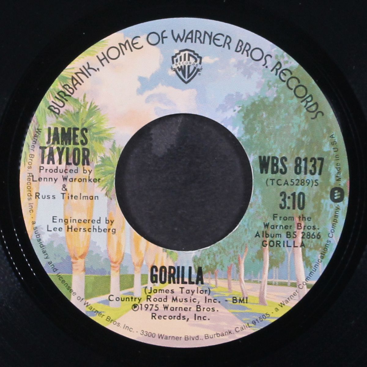 mexico / gorilla by JAMES TAYLOR
