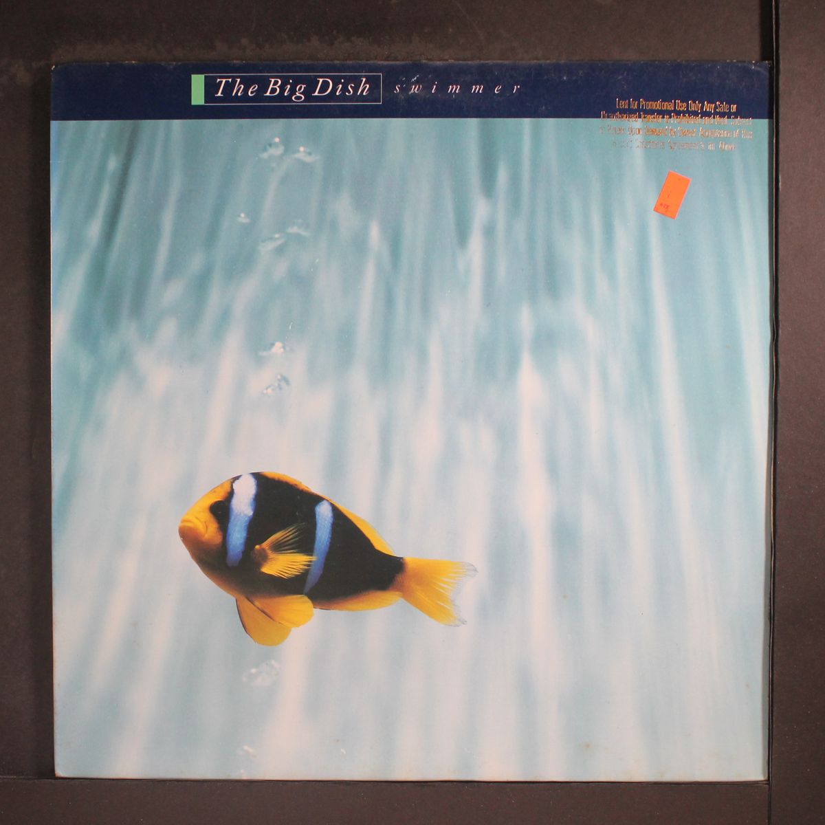 swimmer by BIG DISH