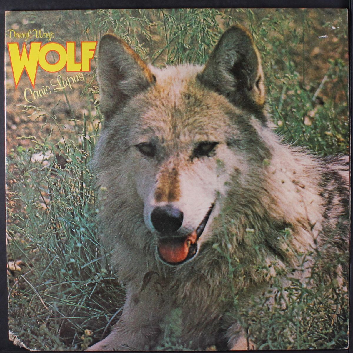 canis lupus by DARRYL WAY'S WOLF