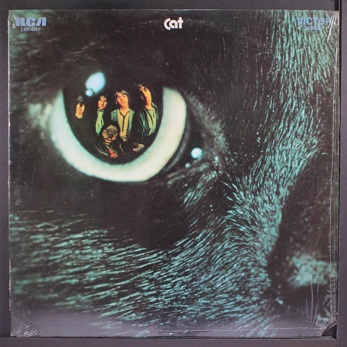 cat by CAT
