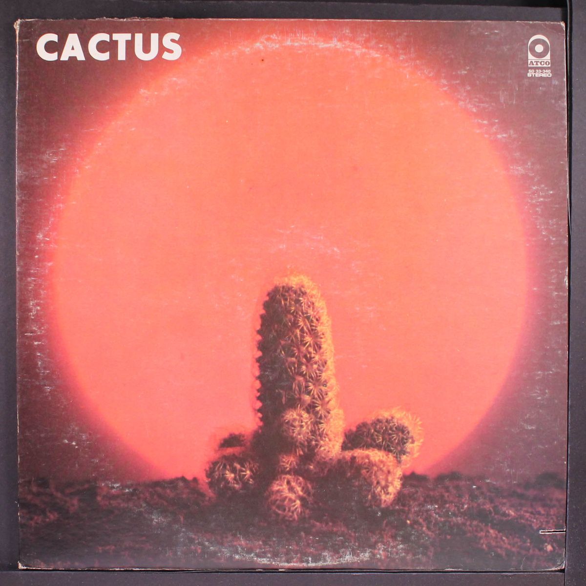 cactus by CACTUS