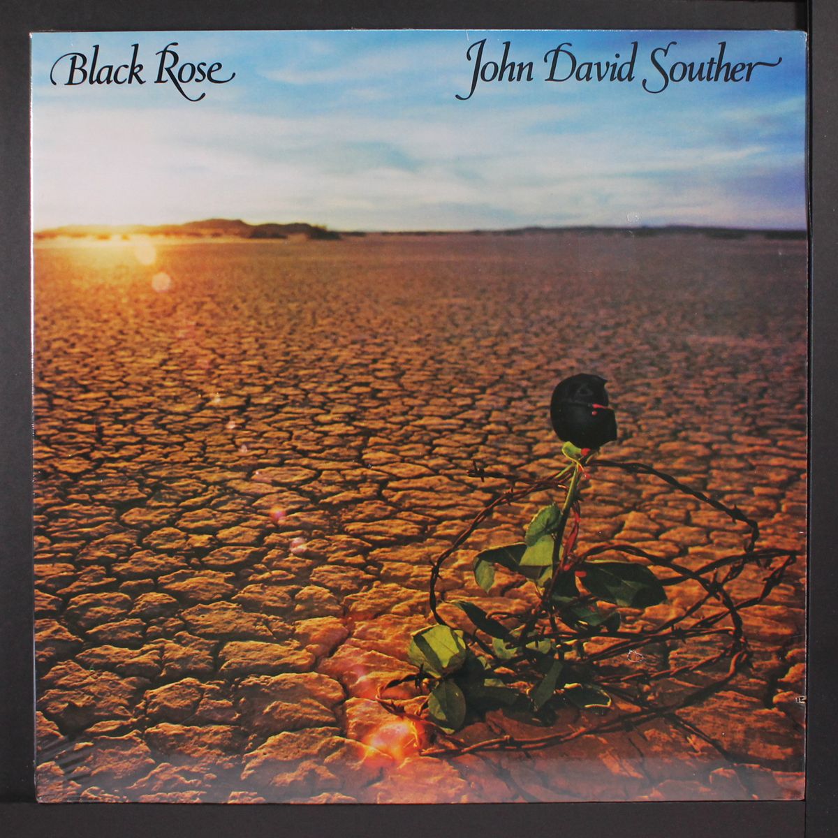 black rose by JOHN DAVID SOUTHER