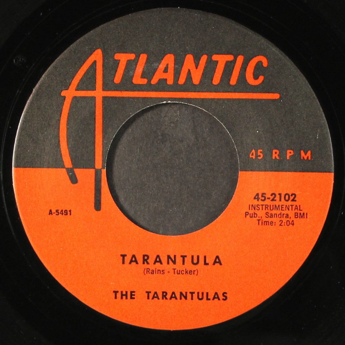 tarantula / black widow by TARANTULAS