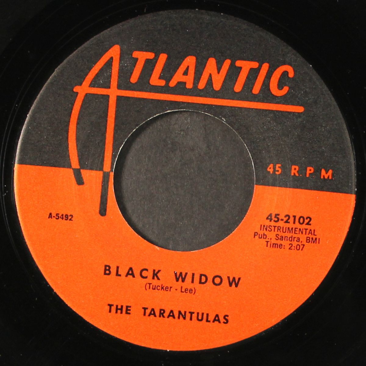 tarantula / black widow by TARANTULAS
