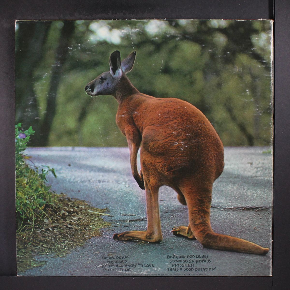 black kangaroo by PETER KAUKONEN