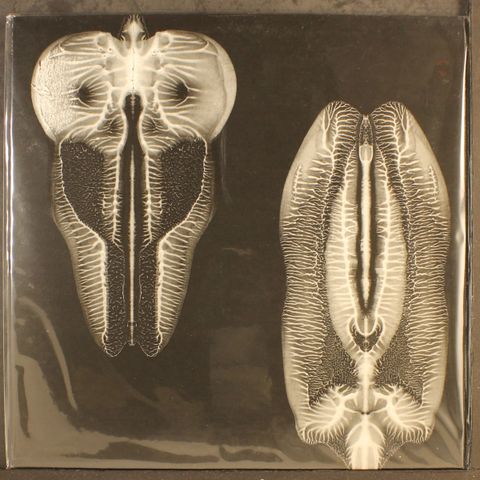 SKULL DEFEKTS