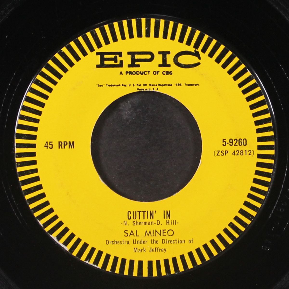 little pigeon by SAL MINEO