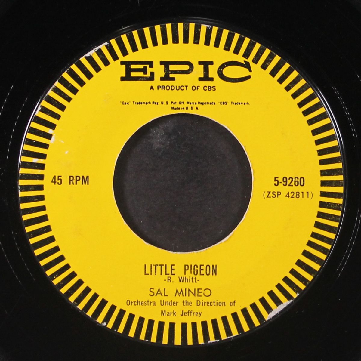 little pigeon by SAL MINEO