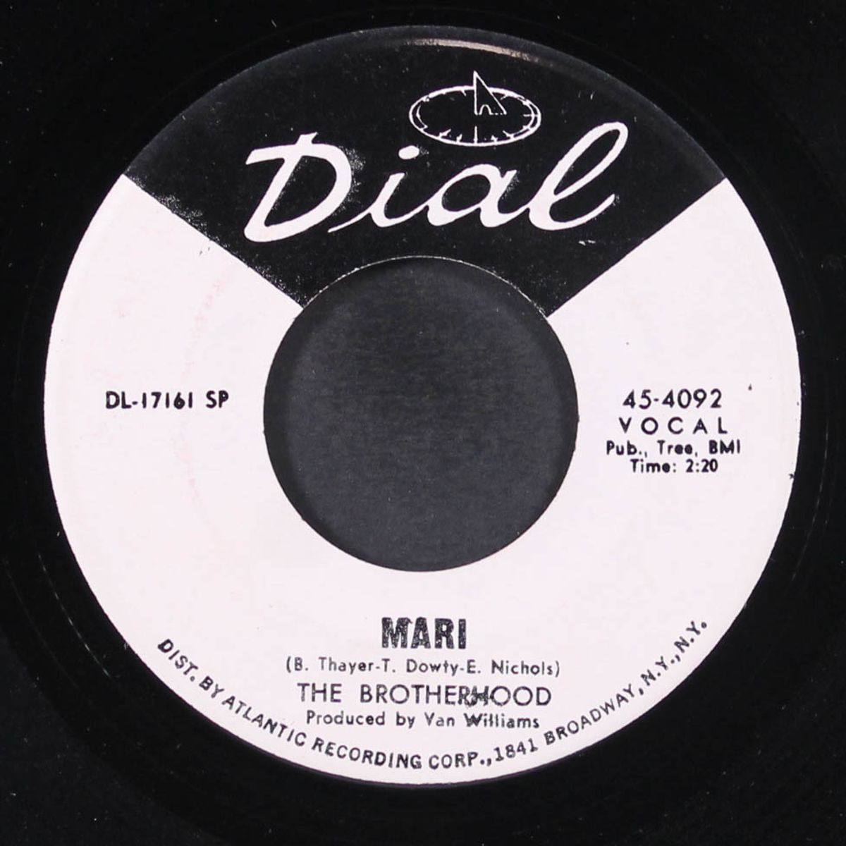 are you a turtle / mari by BROTHERHOOD