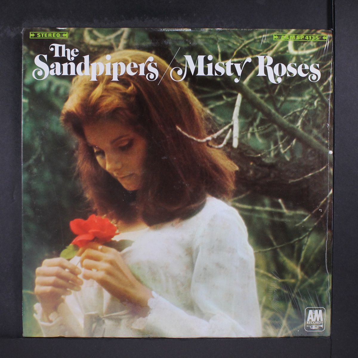 misty roses by SANDPIPERS