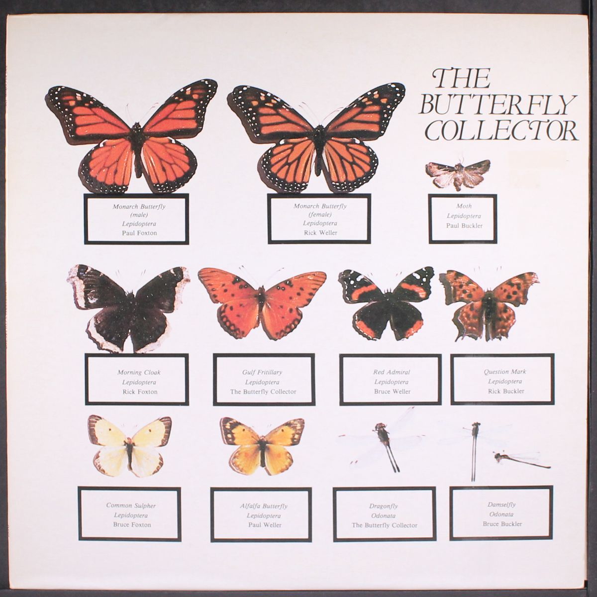 butterfly collector by JAM