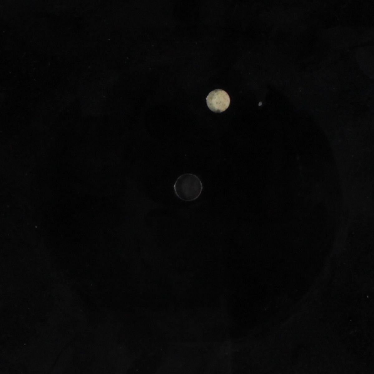 everybody knew but me / blank by SOFTONES