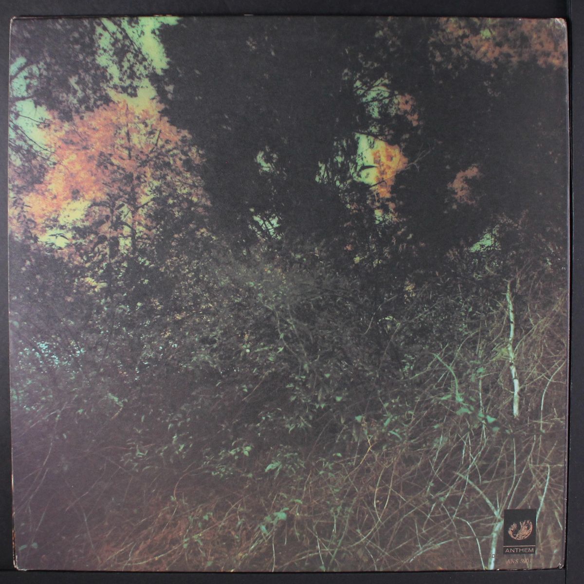 roots & branches by DILLARDS