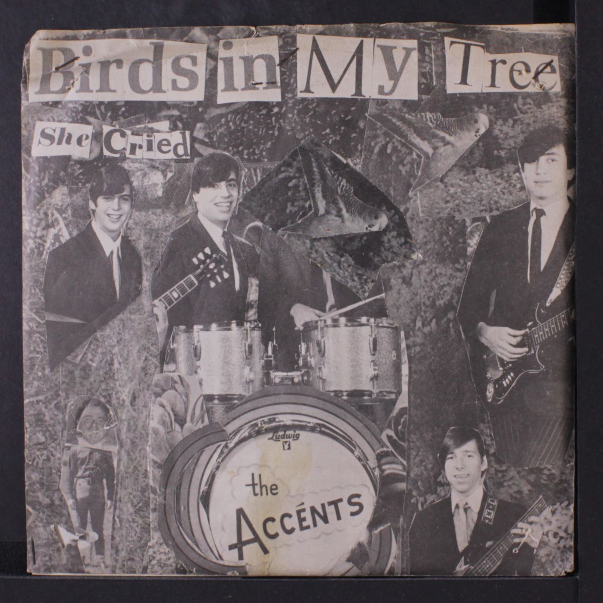 birds in my tree / she cried by ACCENTS